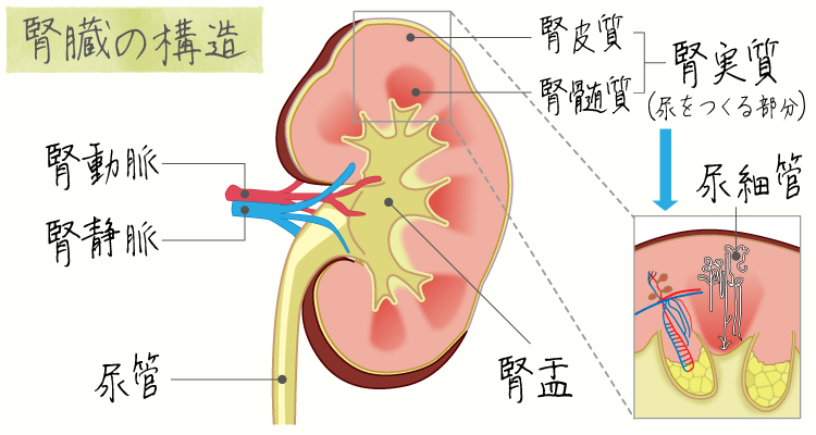 腰椎分離症 イメージ