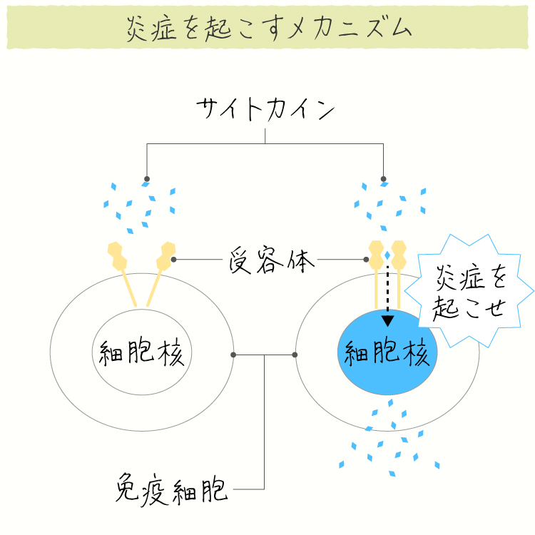 関節リウマチ炎症のメカニズム画像